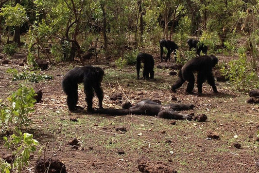 Şempanzeler Eski Diktatörlerini Öldürdü ve Yedi