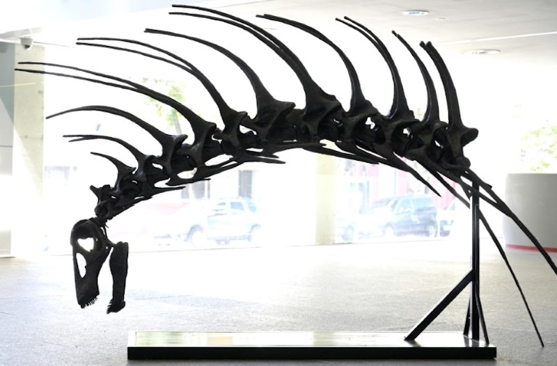Arjantin’de Sırtı Dikenli Dinozor Keşfedildi