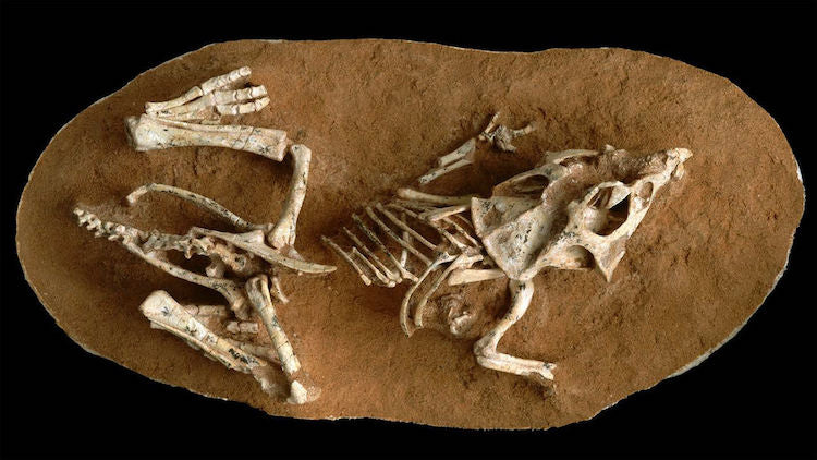 Uçamayan Dinozorların Kuluçka Süresi 3-6 Ay Çıktı
