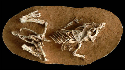 Uçamayan Dinozorların Kuluçka Süresi 3-6 Ay Çıktı