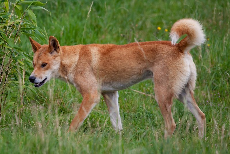 Köpek Çeneleri Evcil Bir Diyete Uyum Sağladı mı?