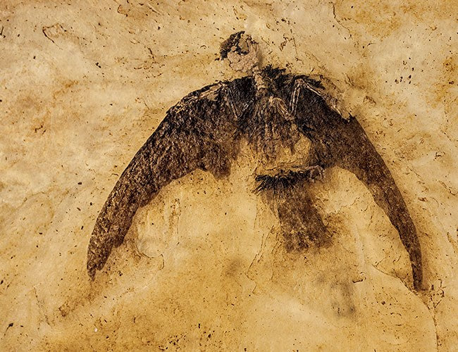 Ölmeyen Dinozorlar