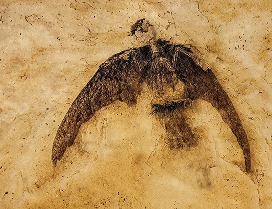 Ölmeyen Dinozorlar