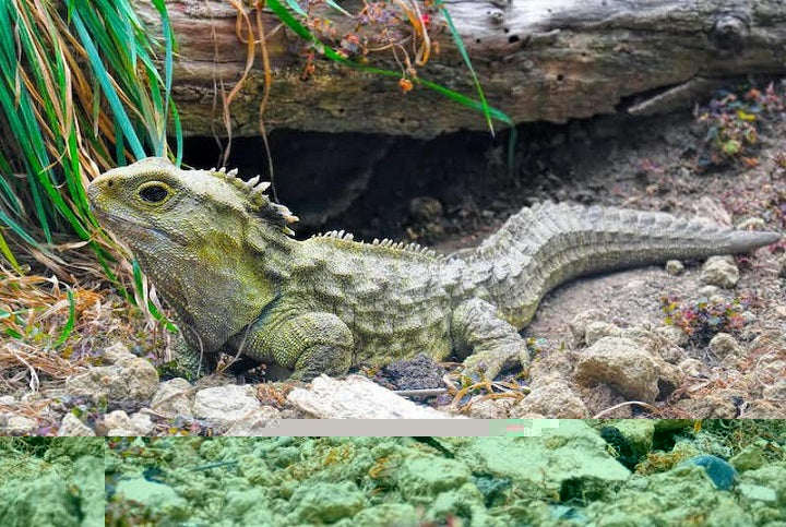 İnsanların 200 Yıl Yaşayamamasının Nedeni Dinozorlar Olabilir mi?