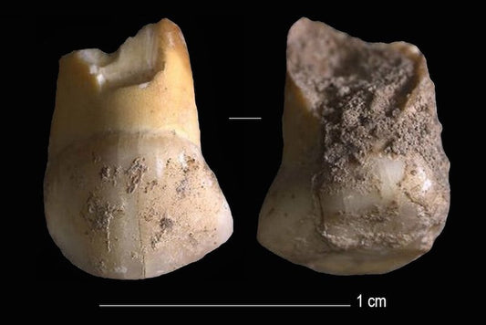 İtalya’da Son Neandertallerden Birine Ait Diş Bulundu