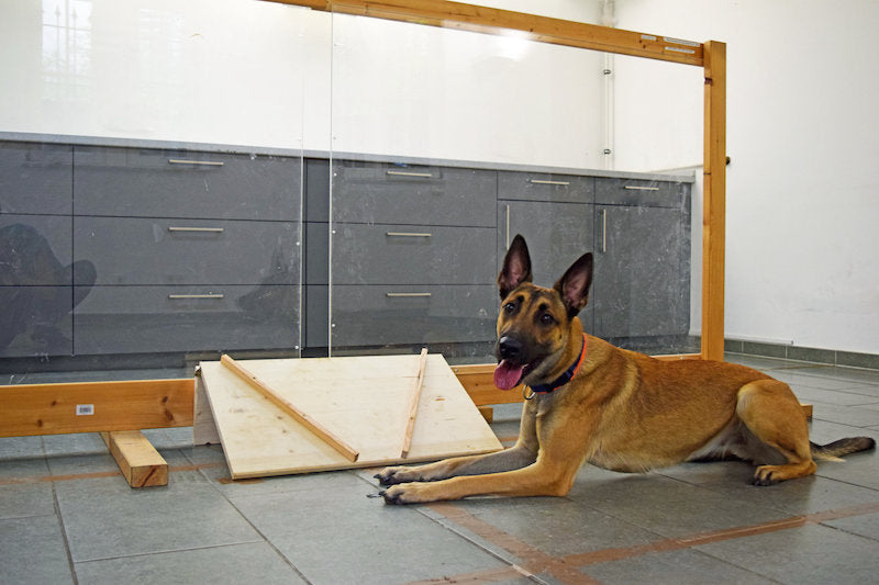 Köpekler, İnsanın Kasıtlı ve Kasıtsız Eylemlerini Ayırt Edebiliyor