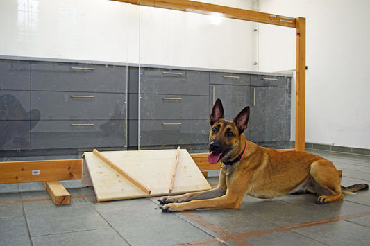 Köpekler, İnsanın Kasıtlı ve Kasıtsız Eylemlerini Ayırt Edebiliyor