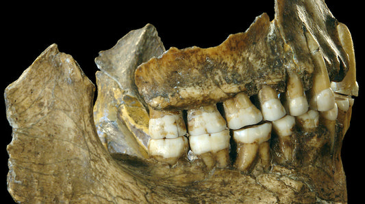 Neandertal Dişleri Günlük Yaşamlarına Dair Bilgi Veriyor