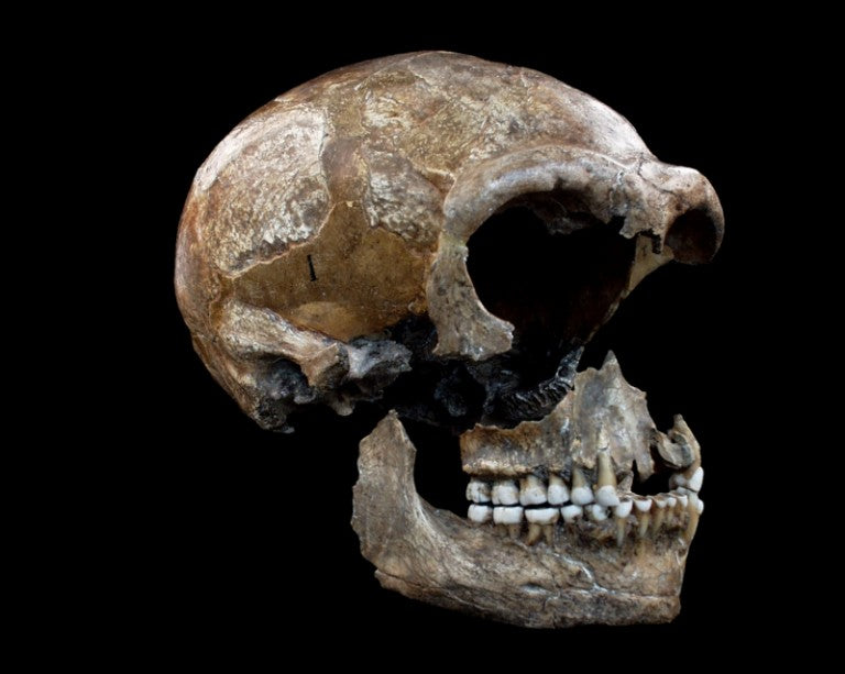 Neandertal Diyetinde Yüzde 20 Oranında Bitkisel Gıda Vardı