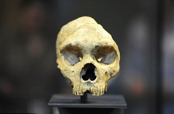 Neandertalleri Modern İnsan Hastalıkları Yok Etmiş Olabilir