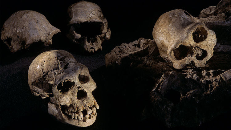Afrika’dan İlk Çıkan Hominidler: Küçük Beyinli, Çelimsiz İnsanlar