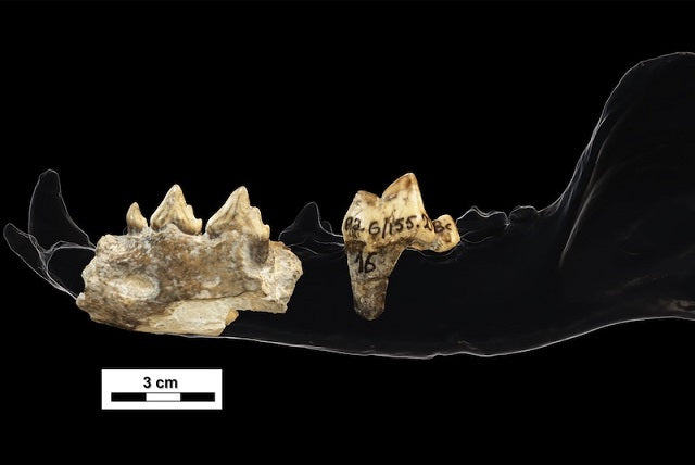 1.8 Milyon Yıllık Homo Erectus Bölgesinde Köpekgil Bulundu