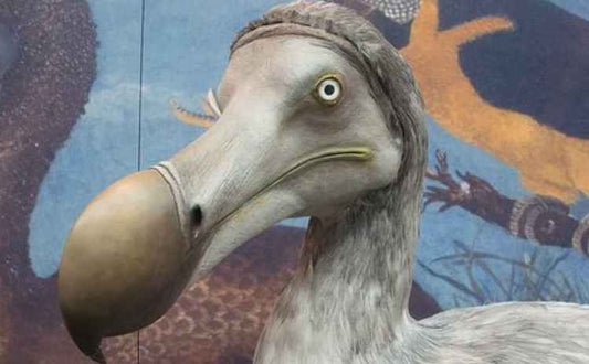 12.000 Yıllık Bataklıkta Dodo Kemikleri Bulundu