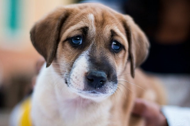 ‘Yavru Köpek Bakışı’ Sadece İnsanlar İçin Evrimleşmedi