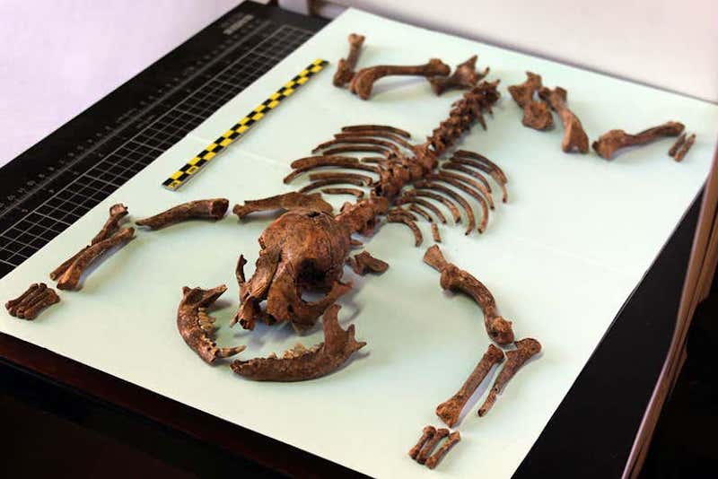 ‘Süs Köpeklerinin’ Tarihi 2.000 Yıl Öncesine Uzanıyor