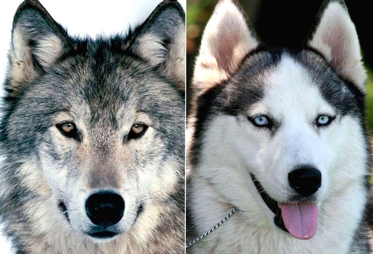 Köpekler İlk Tarımcı İnsanlarla Birlikte Nişasta Sindirebilmeye Başladı