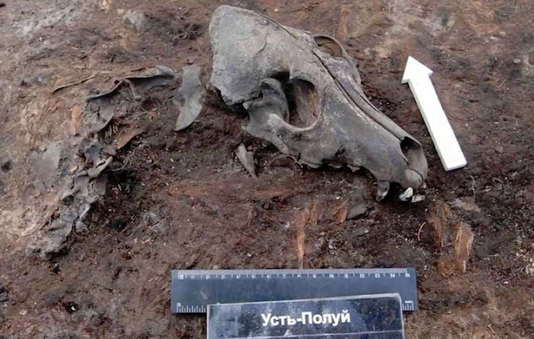 Sibirya’da 2,000 Yıllık Köpek Mezarlığı Bulundu