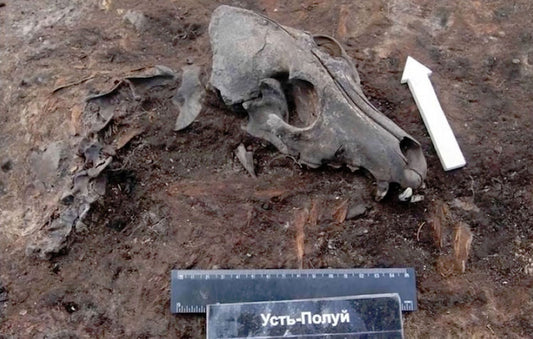Sibirya’da 2,000 Yıllık Köpek Mezarlığı Bulundu