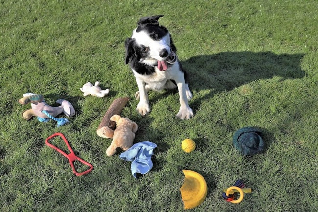 İnsan ve Köpek Bağları Toplumlar Arasında İlginç Biçimde Tutarlı