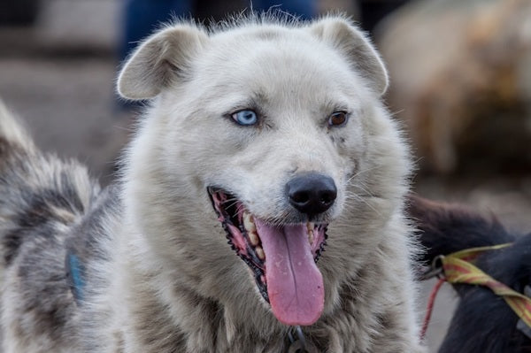 Köpeklerin Beyinleri En Az 5.000 Yıl Önce Küçülmeye Başladı