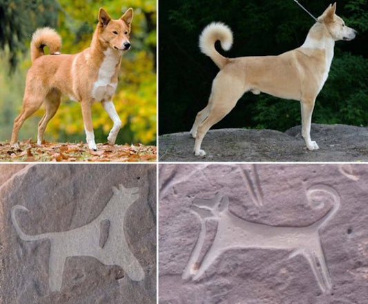 Arabistan’da 8000 Yıllık Tasmalı Köpek Resimleri Bulundu