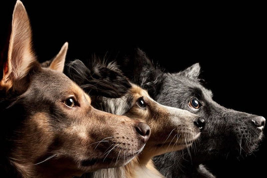Köpeklerin Sadece Görünüşünü Değil, Beyinlerini de Değiştirdik