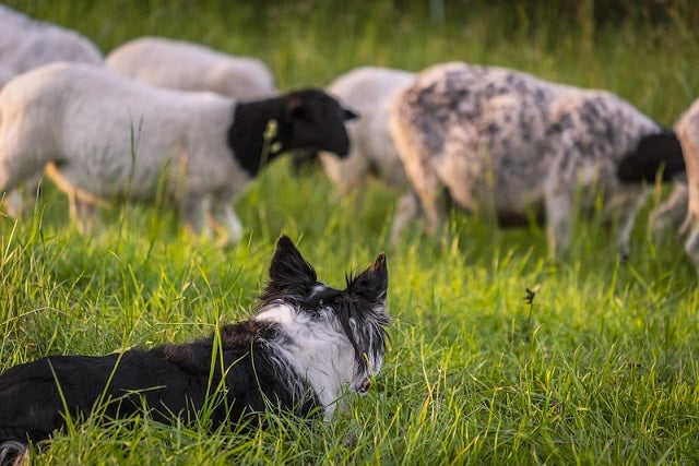 İnsanlar ve Köpekler, Avrasya’ya Birlikte Yayılmış