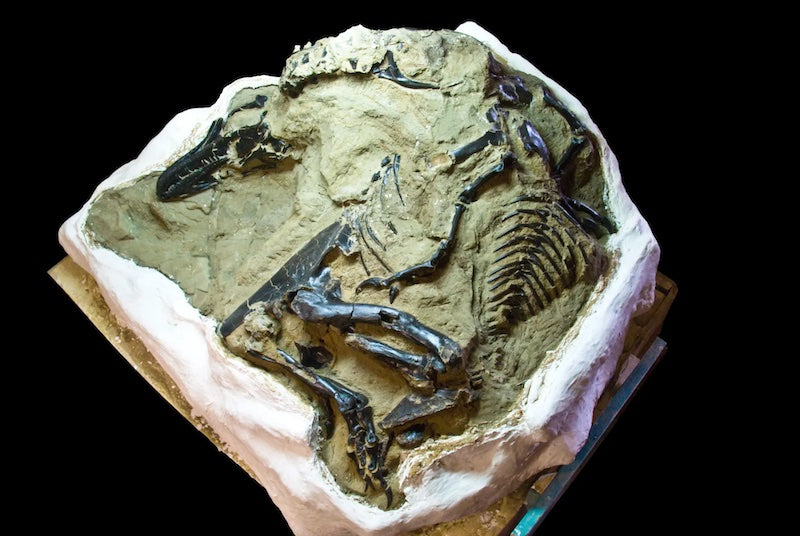 ‘Düellocu Dinozorlar’ Fosili Nihayet Sırlarını Açığa Çıkarıyor