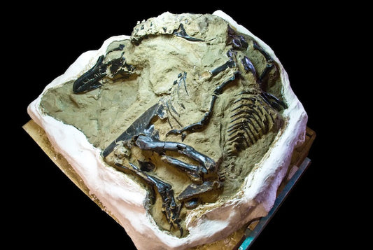 ‘Düellocu Dinozorlar’ Fosili Nihayet Sırlarını Açığa Çıkarıyor