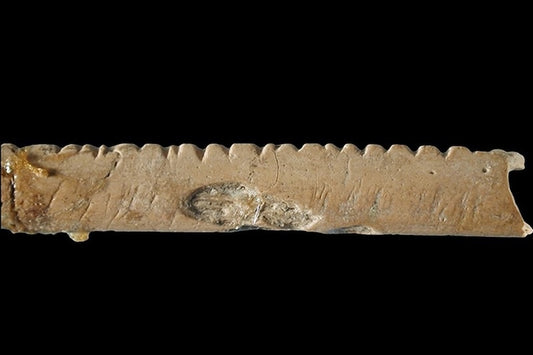 İlk Matematik Kullanan Homo erectus ve Neandertal Olabilir