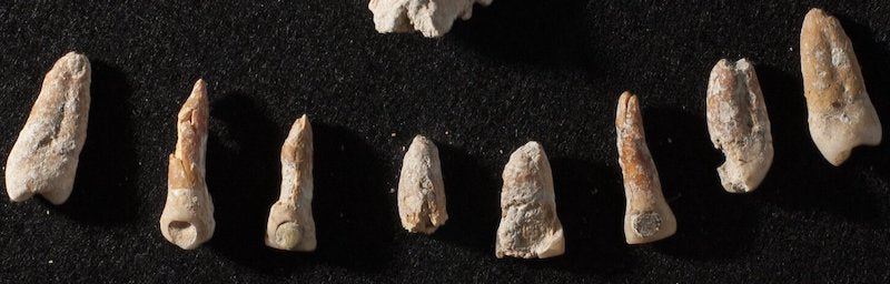 Maya Elçisinin, Ayrıcalıklar ve Zorluklarla Dolu Bir Yaşamı Vardı