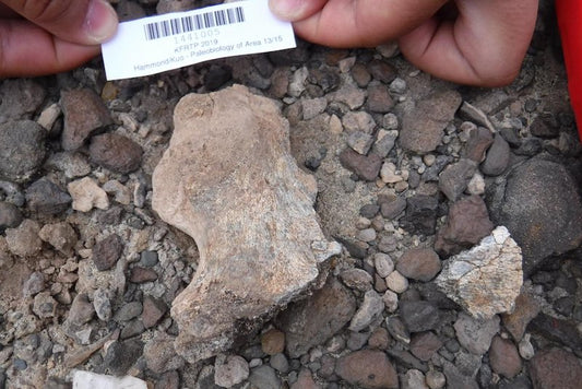 Homo erectus’un Hararetle Tartışılan Kafatasının Yaşı Belirlendi