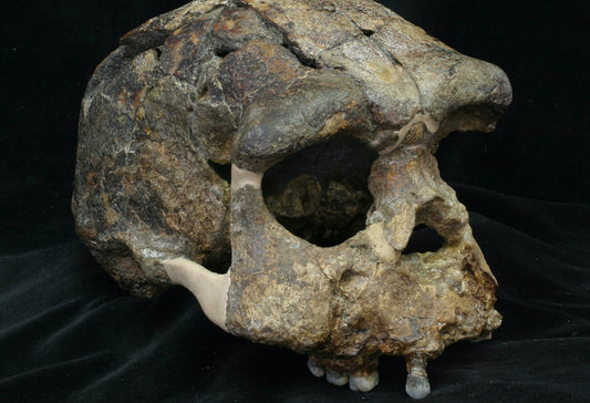 Homo Erectus Endonezya’ya 1.3 Milyon Yıl Önce Ulaşmış