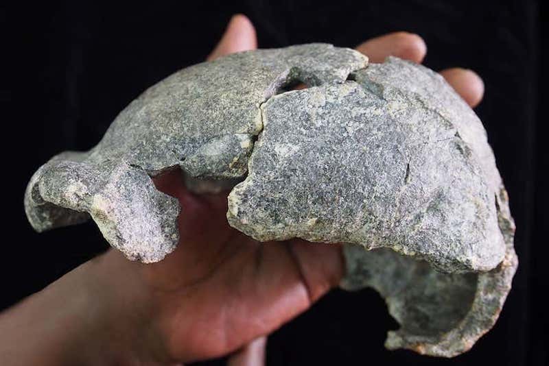 Homo erectus İki Farklı Taş Alet Teknolojisi Kullanmış