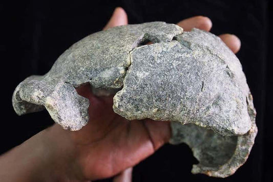 Homo erectus İki Farklı Taş Alet Teknolojisi Kullanmış