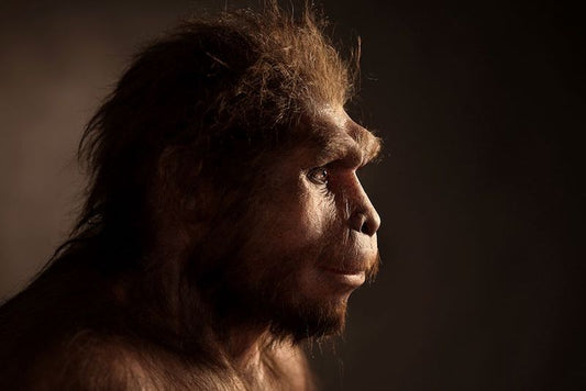 Homo Erectus’un Yok Olmasında Tembellik Rol Oynadı