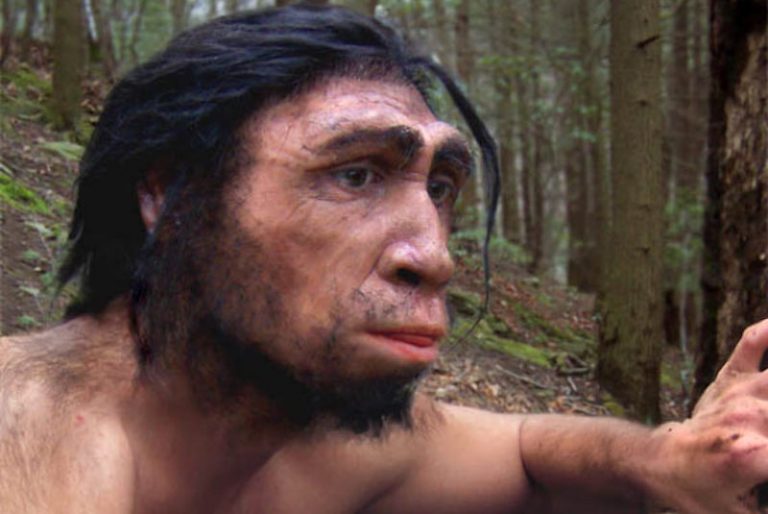 Homo erectus Tıknaz Bir Vücut Yapısına Sahipti