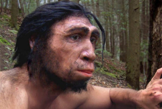 Homo erectus Tıknaz Bir Vücut Yapısına Sahipti