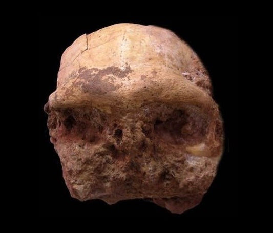 Doğu Çin’de Homo erectus Kafatası Bulundu