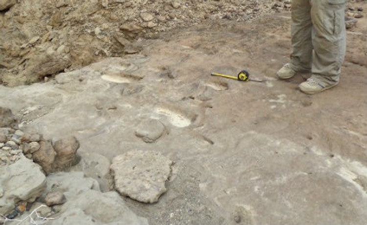 Afrika’daki Eritre’de Yeni Homo erectus Ayak İzleri Bulunmuş Olabilir