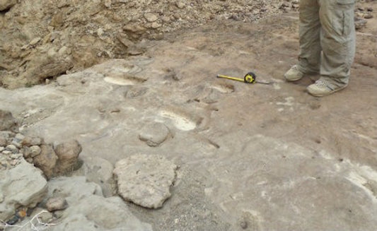 Afrika’daki Eritre’de Yeni Homo erectus Ayak İzleri Bulunmuş Olabilir