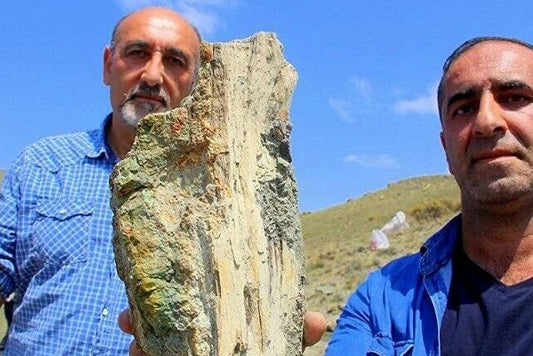 Erzurum’da 160 Milyon Yıllık Fosilleşmiş Ağaçlar Bulundu