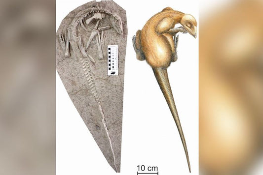 125 Milyon Yıl Önce Canlıyken Gömülen Dinozor Bulundu