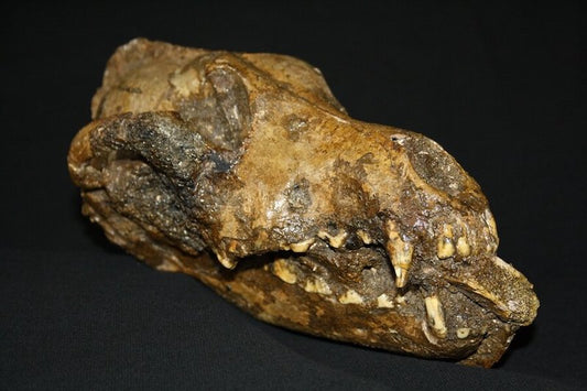 Araştırmaya Göre Köpekler Buz Devrinde Evcilleştirildi