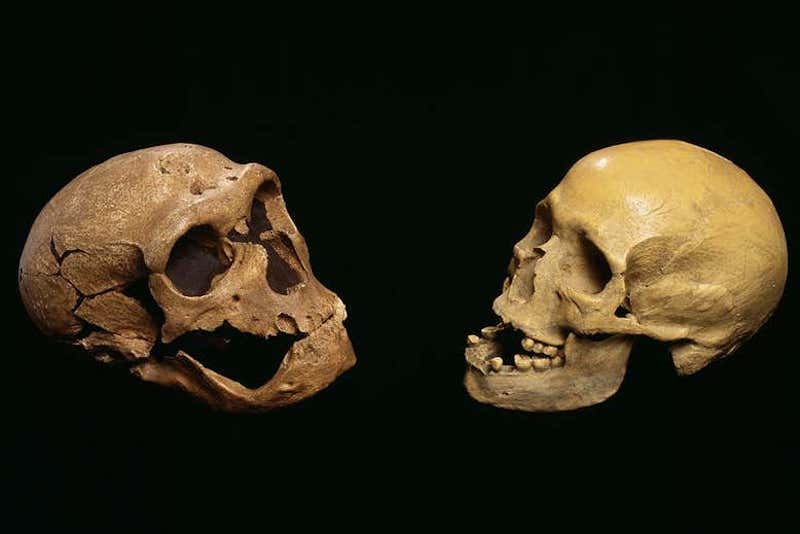 Simülasyonlar, Neandertal Yok Oluşunun Nedenini Açıklıyor