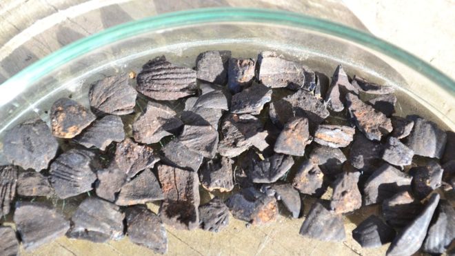 İskoçya’daki Adada 8000 Yıl Önce Yenmiş Fındık Kabukları Bulundu