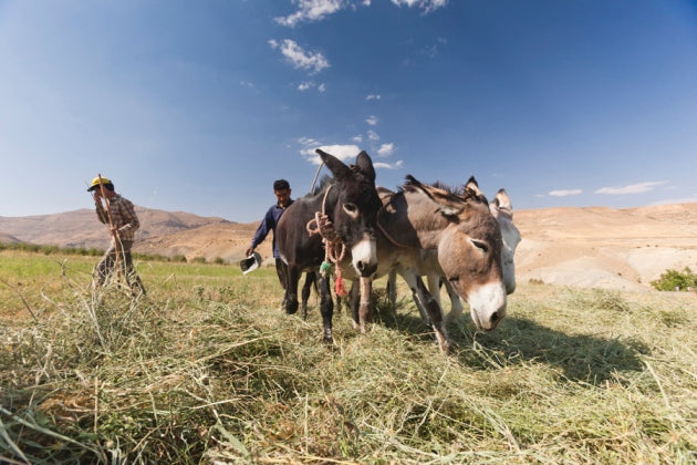 Tarım Orta Doğu’da Birbirinden Bağımsız İki Kere Keşfedilmiş