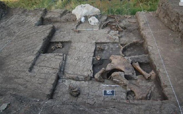 Yunanistan’da 300,000 Yıl Önce Avlanmış Fil İskeleti Bulundu
