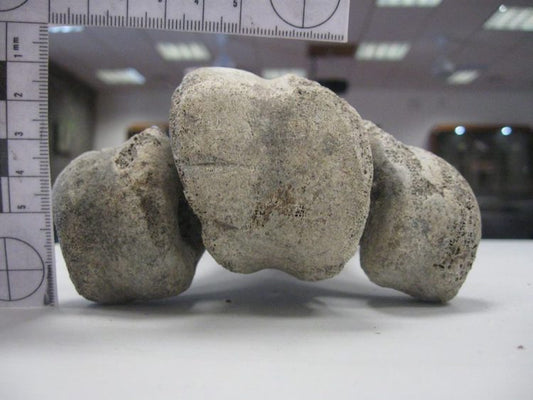 İnsanlar Madagaskar’a 10.500 Yıl Önce Ulaşmış