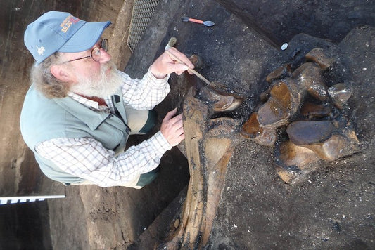 Almanya’da 300.000 Yıllık Eksiksiz Fil İskeleti Bulundu